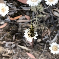 Austrogomphus guerini (Yellow-striped Hunter) at Jerrabomberra, NSW - 23 Nov 2019 by Wandiyali