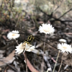 Austrogomphus guerini at Jerrabomberra, NSW - 24 Nov 2019