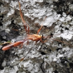 Ichneumonidae (family) (Unidentified ichneumon wasp) at Tidbinbilla Nature Reserve - 22 Nov 2019 by JohnBundock
