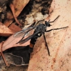 Apothechyla sp. (genus) (Robber fly) at Tidbinbilla Nature Reserve - 22 Nov 2019 by JohnBundock
