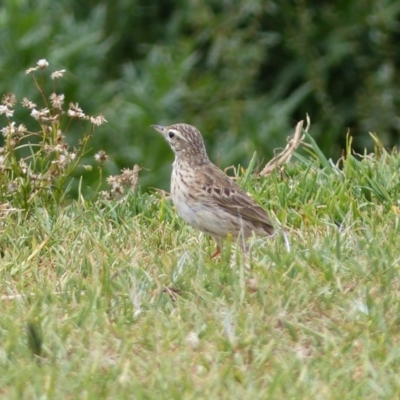 Anthus australis (Australian Pipit) at Bega, NSW - 24 Nov 2019 by MatthewHiggins