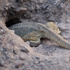 Pogona barbata (Eastern Bearded Dragon) at Hughes, ACT - 24 Nov 2019 by Sam