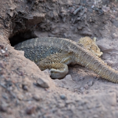 Pogona barbata (Eastern Bearded Dragon) at Hughes, ACT - 24 Nov 2019 by Sam