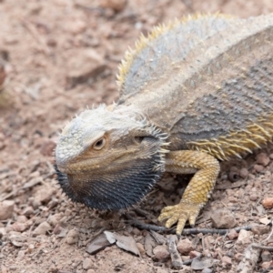 Pogona barbata at Hughes, ACT - 24 Nov 2019