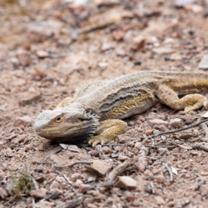 Pogona barbata at Hughes, ACT - 24 Nov 2019