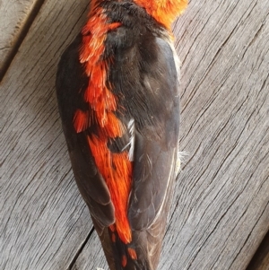 Myzomela sanguinolenta at Wallaga Lake, NSW - 5 Nov 2019