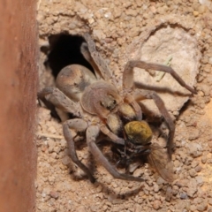 Portacosa cinerea (Grey wolf spider) at Evatt, ACT - 22 Nov 2019 by TimL