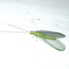 Apertochrysa edwardsi (A Green Lacewing) at Ainslie, ACT - 23 Nov 2019 by jbromilow50