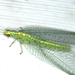 Apertochrysa edwardsi at Ainslie, ACT - 23 Nov 2019 10:44 PM