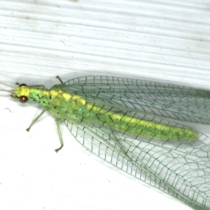 Apertochrysa edwardsi at Ainslie, ACT - 23 Nov 2019 10:44 PM