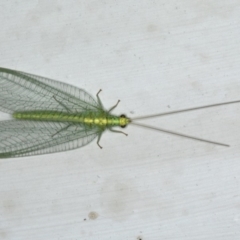 Apertochrysa edwardsi at Ainslie, ACT - 23 Nov 2019 10:44 PM