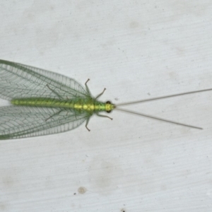 Apertochrysa edwardsi at Ainslie, ACT - 23 Nov 2019 10:44 PM