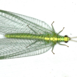 Apertochrysa edwardsi at Ainslie, ACT - 23 Nov 2019 10:44 PM