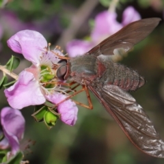 Comptosia insignis (A bee fly) at Hackett, ACT - 19 Nov 2019 by TimL