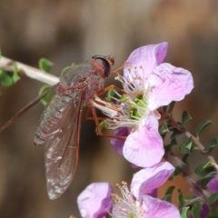 Comptosia insignis at Hackett, ACT - 19 Nov 2019 09:22 AM