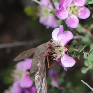 Comptosia insignis at Hackett, ACT - 19 Nov 2019 09:22 AM