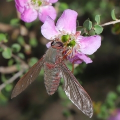 Comptosia insignis at Hackett, ACT - 19 Nov 2019 09:22 AM