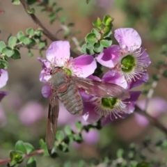 Comptosia insignis at Hackett, ACT - 19 Nov 2019 09:22 AM