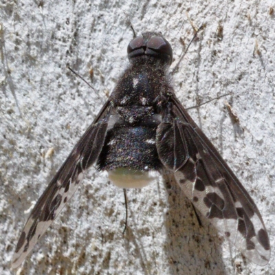 Anthrax sp. (genus) (Unidentified Anthrax bee fly) at Kambah, ACT - 24 Nov 2019 by Marthijn