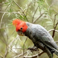 Callocephalon fimbriatum (Gang-gang Cockatoo) at Morton National Park - 23 Nov 2019 by Snowflake