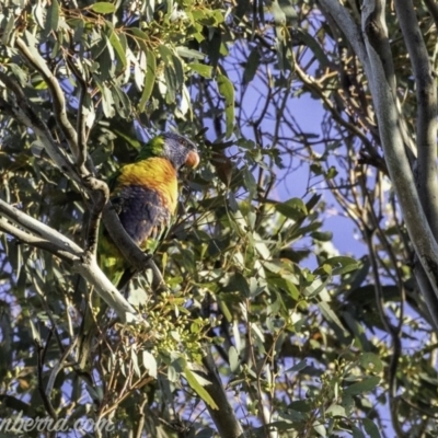 Trichoglossus moluccanus (Rainbow Lorikeet) at Hughes, ACT - 16 Nov 2019 by BIrdsinCanberra