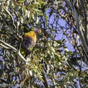 Trichoglossus moluccanus at Hughes, ACT - 16 Nov 2019 07:10 AM