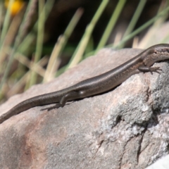 Pseudemoia entrecasteauxii (Woodland Tussock-skink) at Bimberi Nature Reserve - 23 Nov 2019 by SWishart