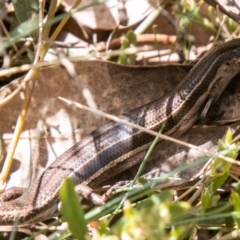 Acritoscincus duperreyi (Eastern Three-lined Skink) at Cotter River, ACT - 23 Nov 2019 by SWishart