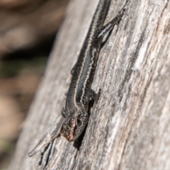 Pseudemoia spenceri (Spencer's Skink) at Namadgi National Park - 23 Nov 2019 by SWishart