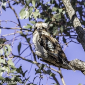 Dacelo novaeguineae at Garran, ACT - 16 Nov 2019 08:12 AM