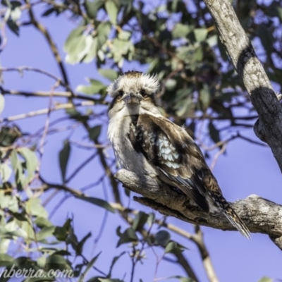 Dacelo novaeguineae (Laughing Kookaburra) at Red Hill Nature Reserve - 15 Nov 2019 by BIrdsinCanberra