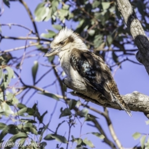 Dacelo novaeguineae at Garran, ACT - 16 Nov 2019 08:12 AM