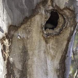 Dacelo novaeguineae at Garran, ACT - 16 Nov 2019 08:12 AM