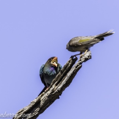 Eurystomus orientalis (Dollarbird) at Red Hill Nature Reserve - 15 Nov 2019 by BIrdsinCanberra