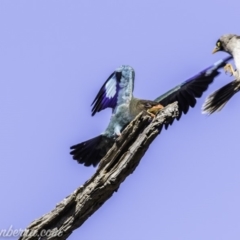 Eurystomus orientalis at Garran, ACT - 16 Nov 2019