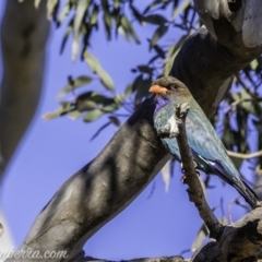 Eurystomus orientalis at Garran, ACT - 16 Nov 2019