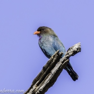 Eurystomus orientalis at Garran, ACT - 16 Nov 2019