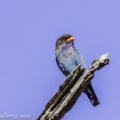 Eurystomus orientalis at Garran, ACT - 16 Nov 2019