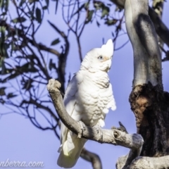 Cacatua sanguinea (Little Corella) at Garran, ACT - 16 Nov 2019 by JonSteinbeck