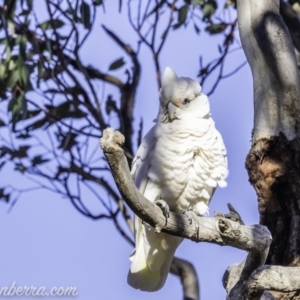 Cacatua sanguinea at Garran, ACT - 16 Nov 2019