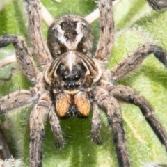 Venatrix sp. (genus) (Unidentified Venatrix wolf spider) at Namadgi National Park - 23 Nov 2019 by SWishart