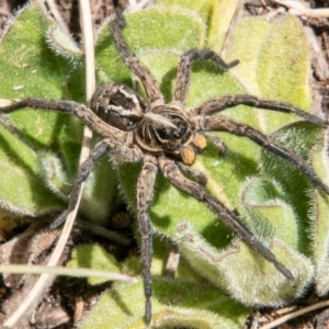 Venatrix sp. (genus) at Cotter River, ACT - 23 Nov 2019 11:35 AM