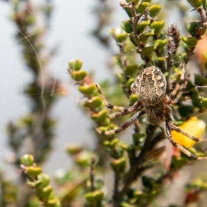 Araneus hamiltoni at Cotter River, ACT - 23 Nov 2019 10:59 AM