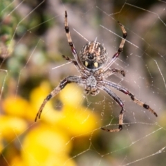 Araneus hamiltoni at Cotter River, ACT - 23 Nov 2019