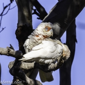 Cacatua tenuirostris at Garran, ACT - 16 Nov 2019