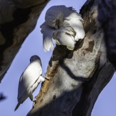 Cacatua tenuirostris at Garran, ACT - 16 Nov 2019