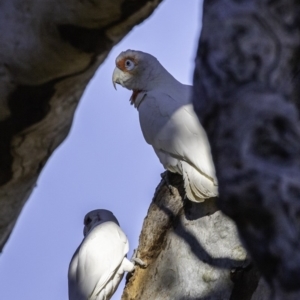 Cacatua tenuirostris at Garran, ACT - 16 Nov 2019