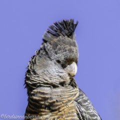 Callocephalon fimbriatum (Gang-gang Cockatoo) at Garran, ACT - 16 Nov 2019 by BIrdsinCanberra