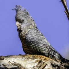 Callocephalon fimbriatum at Garran, ACT - suppressed