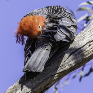 Callocephalon fimbriatum at Garran, ACT - suppressed